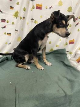 KENNY -  Parson Russell Terrier and Mixed Breed Dog for Adoption in Modesto, California - KENNY | PetCurious