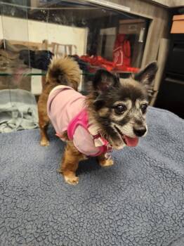 Pomeranian and Chihuahua Dogs Available for Adoption - Dee Dee | PetCurious