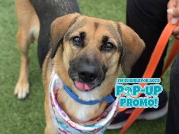 Giulia -  Mixed Breed Dog for Adoption - Giulia | PetCurious