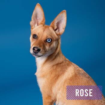 Shiba Inu and Carolina Dog Dogs Available for Adoption in South Elgin, Illinois - Rose - Home To Home | PetCurious