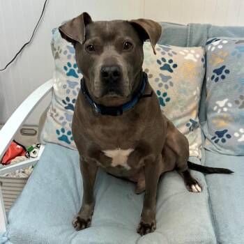 Rescue English Bulldog Dogs for Adoption in Butler, Kentucky - Blue | PetCurious