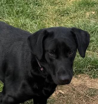 Labrador Retriever and American Staffordshire Terrier Dogs Available for Adoption in Partlow, Virginia - Phoenix | PetCurious