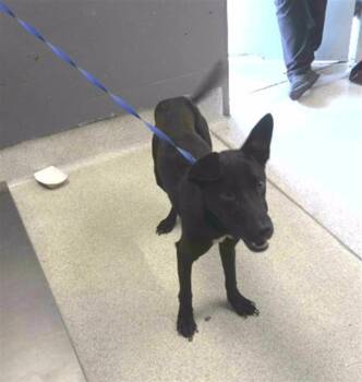 RAVEN -  Labrador Retriever and Mixed Breed Dog for Adoption in Tallahassee, Florida - RAVEN | PetCurious