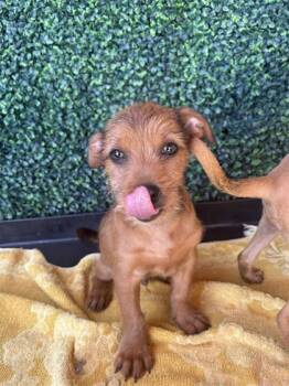 61571651 -  Mixed Breed Dog for Adoption in El Paso, Texas - 61571651 | PetCurious
