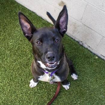 Mixed Breed Dogs Available for Adoption in Los Angeles, California - Foxie | PetCurious