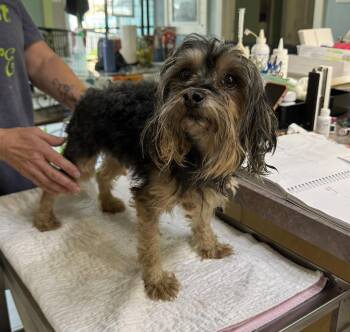 Spittlebug (NOT YET AVAILABLE) -  Yorkshire Terrier Dog for Adoption in Benton, Louisiana - Spittlebug (NOT YET AVAILABLE) | PetCurious