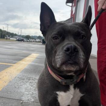 Rescue English Bulldog Dogs for Adoption in Muscatine, Iowa - Molly | PetCurious