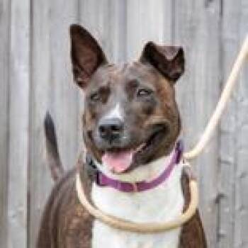 Dee -  Belgian Shepherd Malinois and Terrier Dog for Adoption in La Grange, Texas - Dee | PetCurious