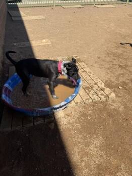 Ringo -  Mixed Breed Dog for Adoption in Hobbs, New Mexico - Ringo | PetCurious