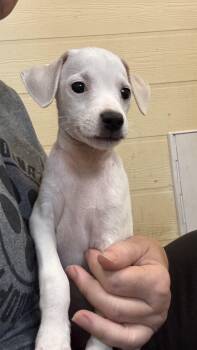 Benson -  Terrier Dog for Adoption in Ruston, Louisiana - Benson | PetCurious