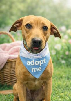 Mixed Breed Dogs Available for Adoption - Cindy Lou Who | PetCurious