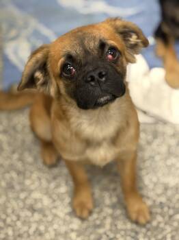 Chewbacca -  French Bulldog and Spaniel Dog for Adoption in Cypress, California - Chewbacca | PetCurious