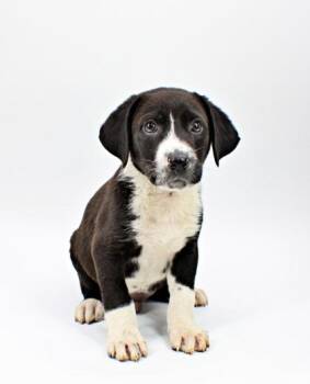 Australian Shepherd and Mixed Breed Dogs Available for Adoption in Morton Grove, Illinois - Cody | PetCurious