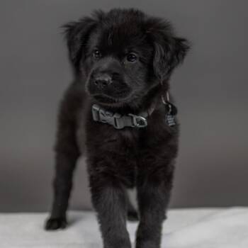 North Face -  Chow Chow and Mixed Breed Dog for Adoption in Portland, Oregon - North Face | PetCurious