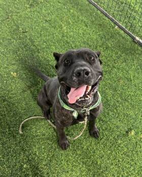 Batgirl -  Mixed Breed Dog for Adoption in Cincinnati, Ohio - Batgirl | PetCurious