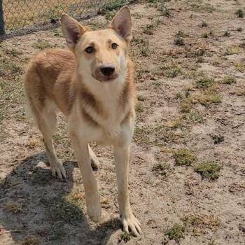 Shepherd Dogs Available for Adoption in Valdosta, Georgia - Magnolia | PetCurious