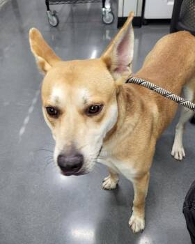 Pen- 171 Dango -  Shepherd Dog for Adoption in Lawrenceville, Georgia - Pen- 171 Dango | PetCurious