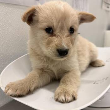 Husky Dogs Available for Adoption in Park City, Utah - Bluff | PetCurious