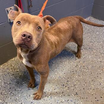 Ava -  Pit Bull Terrier and Mixed Breed Dog for Adoption in Tuscaloosa, Alabama - Ava | PetCurious