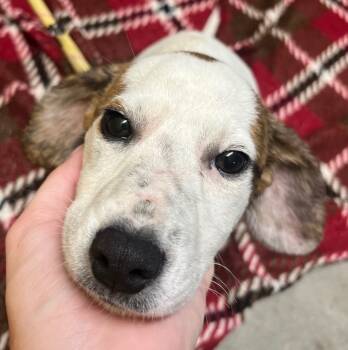 Rescue Chihuahua and Pit Bull Terrier Dogs for Adoption in Murray, Kentucky - Gucci | PetCurious