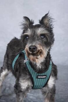 Rescue Miniature Schnauzer Dogs for Adoption in Cleveland, Ohio - Bentley | PetCurious