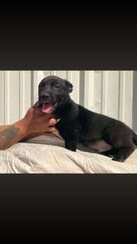 Black Labrador Retriever and Terrier Dogs Available for Adoption - Liberty | PetCurious