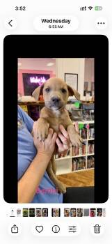 Bambi -  Mixed Breed Dog for Adoption in Seaside Heights, New Jersey - Bambi | PetCurious