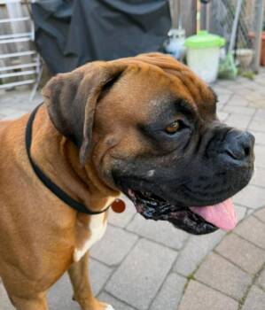 Boxer Dogs Available for Adoption in Hamburg, New York - Miles | PetCurious