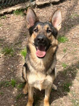 German Shepherd Dog Dogs Available for Adoption in Little Rock, Arkansas - Gwenyth | PetCurious