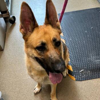 Rolo -  German Shepherd Dog and Mixed Breed Dog for Adoption in Council Bluffs, Iowa - Rolo | PetCurious