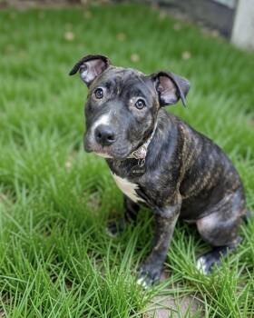 Pauline -  Mastiff and Pit Bull Terrier Dog for Adoption in Grand Rapids, Michigan - Pauline | PetCurious