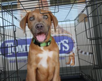 Rescue Mixed Breed Dogs for Adoption in Pflugerville, Texas - Seymour | PetCurious