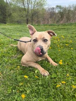 Mixed Breed Dogs Available for Adoption in Hyde Park, New York - Rue | PetCurious
