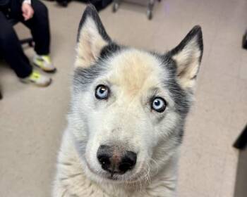 Husky Dogs Available for Adoption in Olathe, Kansas - BANDIT | PetCurious