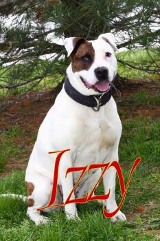 Izzy -  American Staffordshire Terrier and Dogo Argentino Dog for Adoption in Evansville, Indiana - Izzy | PetCurious