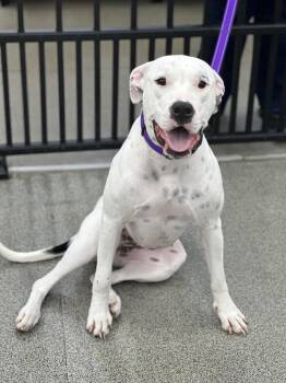 Sonrisa -  Dogo Argentino and Bulldog Dog for Adoption in Sacramento, California - Sonrisa | PetCurious