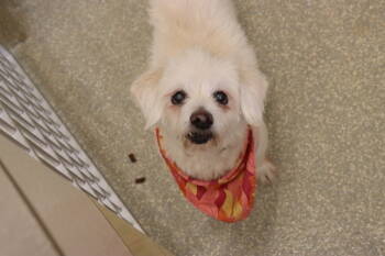 Rescue Shih Tzu Dogs for Adoption in Houston, Texas - Sasha | PetCurious