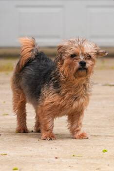 Yorkshire Terrier Dogs Available for Adoption - Cookie  - Snuggling Love Bug - Outdoor Playful | PetCurious