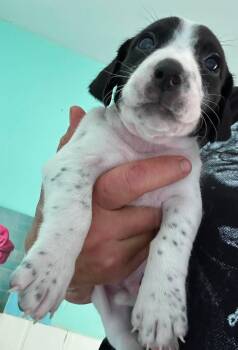 Barry - Puppy of Pennie -  Irish Setter Dog for Adoption in Osteen, Florida - Barry - Puppy Of Pennie | PetCurious