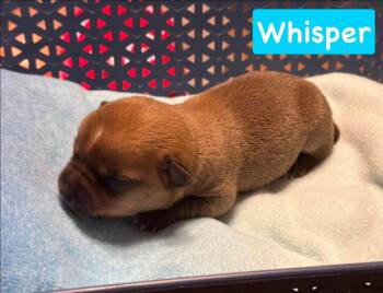 Whisper -  Chihuahua Dog for Adoption in Shawnee, Oklahoma - Whisper | PetCurious