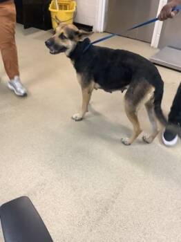 Rescue German Shepherd Dog and Mixed Breed Dogs for Adoption in Fort Worth, Texas - 59787246 | PetCurious