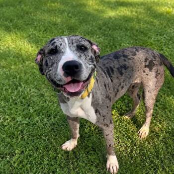 Jenn -  Mixed Breed Dog for Adoption in Warren, Ohio - Jenn | PetCurious