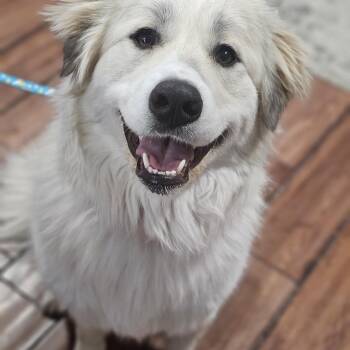 Great Pyrenees Dogs Available for Adoption - Snowball  | PetCurious