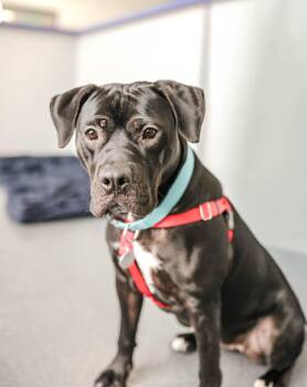 Boxer and Black Labrador Retriever Dogs Available for Adoption in Pontiac, Michigan - Iris | PetCurious