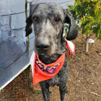 Johnathan -  Standard Poodle and Great Pyrenees Dog for Adoption in Madisonville, Tennessee - Johnathan | PetCurious