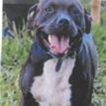 Chiquita -  Mixed Breed Dog for Adoption in West Palm Beach, Florida - Chiquita | PetCurious