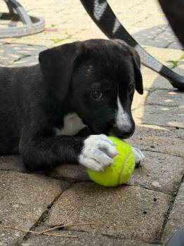 Mikey -  Pit Bull Terrier Dog for Adoption in Lewis Center, Ohio - Mikey | PetCurious