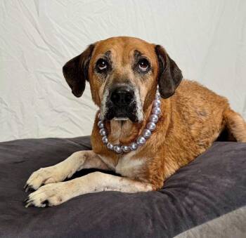 Pumpkin- Sweetest Senior looking for her Hero -  Mixed Breed Dog for Adoption in Conway, South Carolina - Pumpkin- Sweetest Senior Looking For Her Hero | PetCurious
