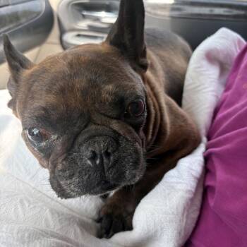Cherub -  French Bulldog Dog for Adoption in Hampton Bays, New York - Cherub | PetCurious