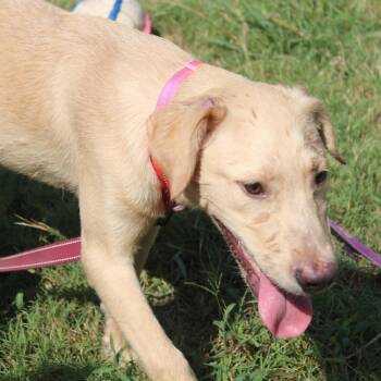 Fo -  Retriever and Black Mouth Cur Dog for Adoption in Cleveland, Mississippi - Fo | PetCurious